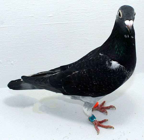 Band: AU 20146 AA 2025